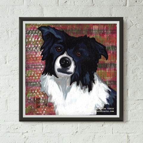 Ollie; Border Collie